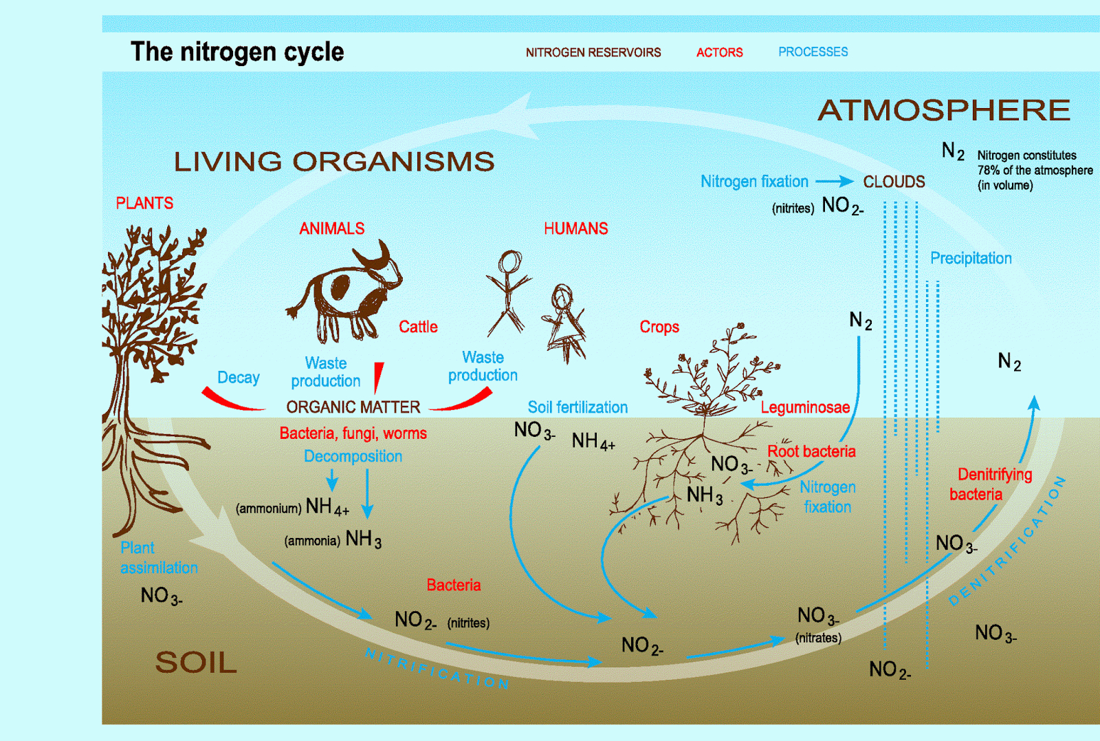 Nitrogen Cycle Diagram Toms Marine Biology A Block Diagram Of Nitrogen Cycle