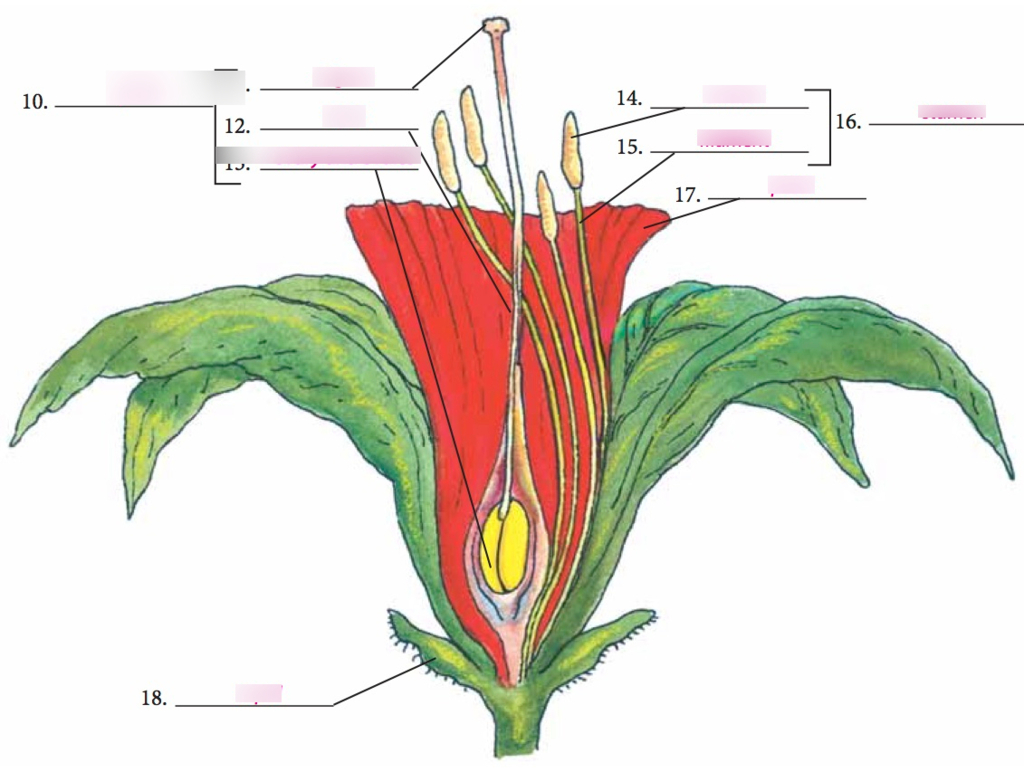 Parts Of A Flower Diagram Bju Science 6 Chapter 12 Parts Of The Flower Diagram Quizlet