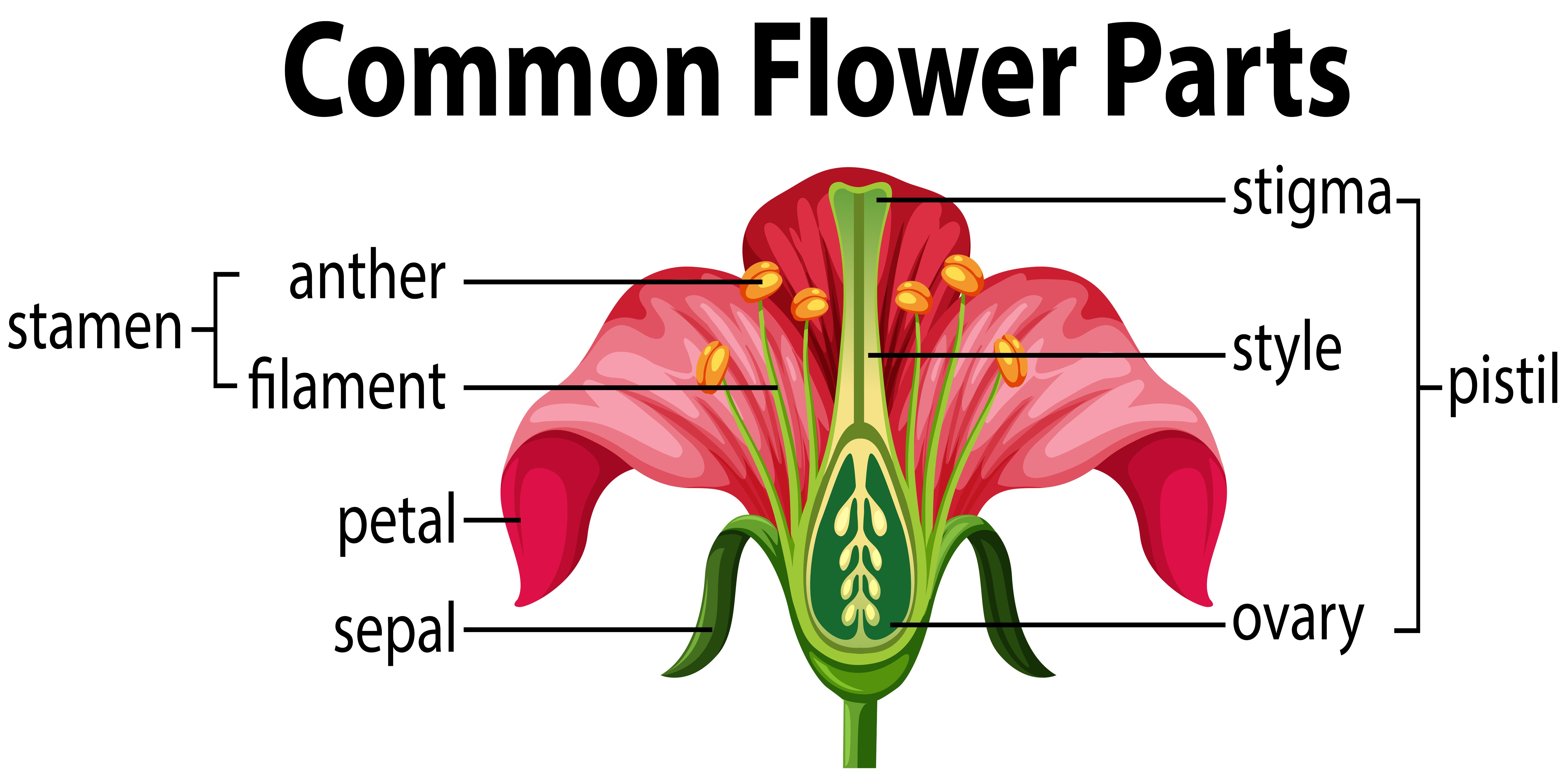 Parts Of A Flower Diagram Diagram Of The Parts Of A Flower Hunker
