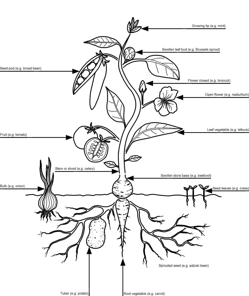 Parts Of A Flower Diagram Edible Parts Of A Plant Rhs Campaign For School Gardening