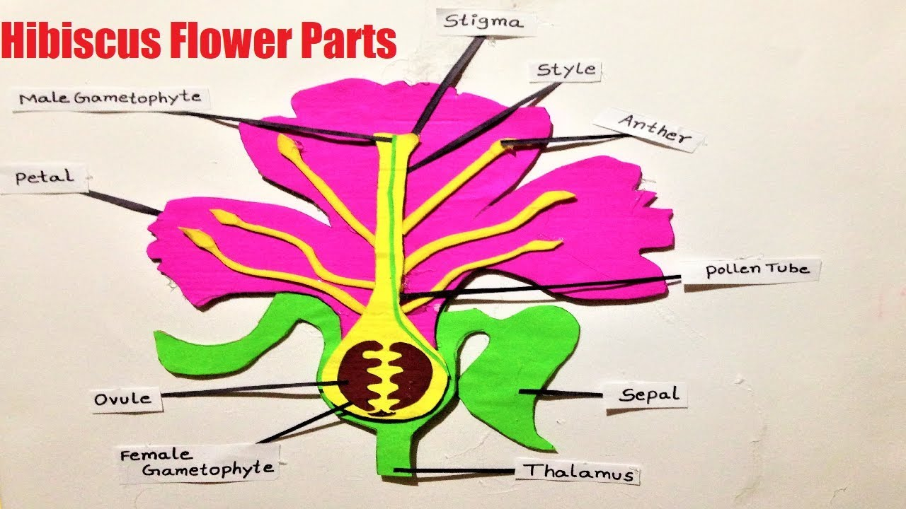 Parts Of A Flower Diagram Hibiscus Flower Parts Diagram Diy School Exhibition Model
