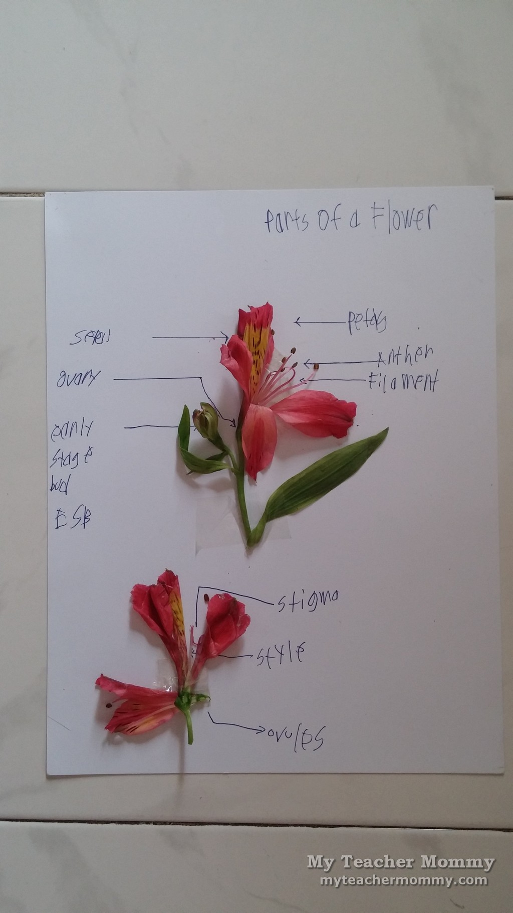 Parts Of A Flower Diagram Parts Of A Flower A Homeschool Science Activity My Teacher Mommy