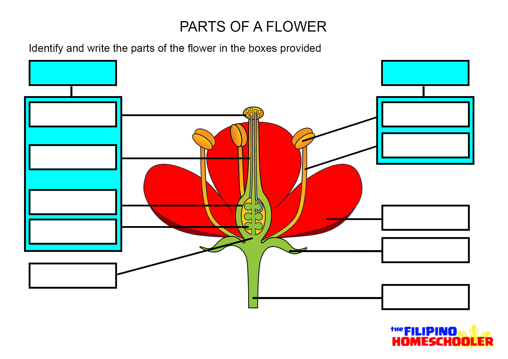 Parts Of A Flower Diagram Parts Of A Flower Diagram Clipart Cooler Home Designs