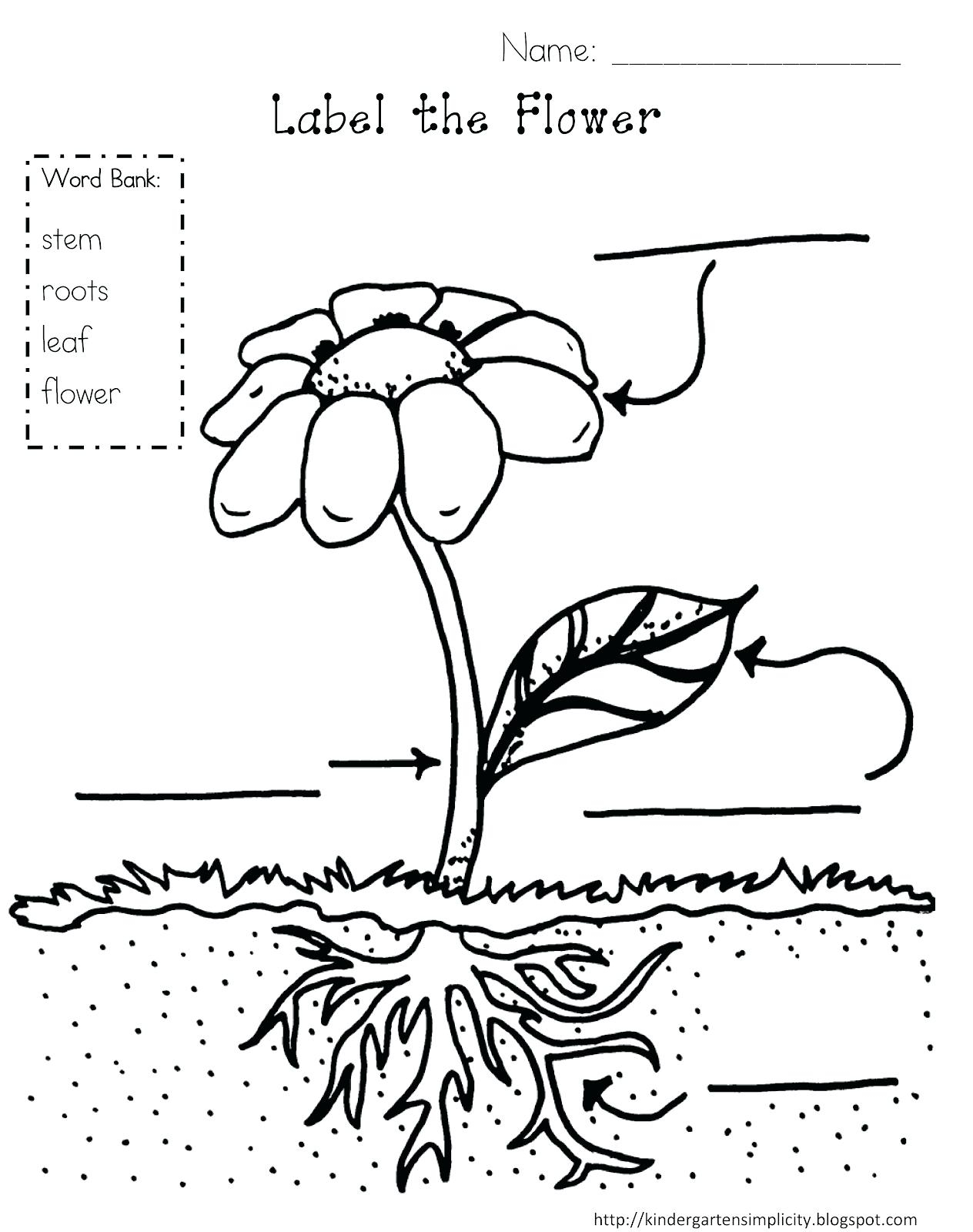 Parts Of A Flower Diagram Parts Of A Plant Printable Best Images Of Parts Plant Diagram