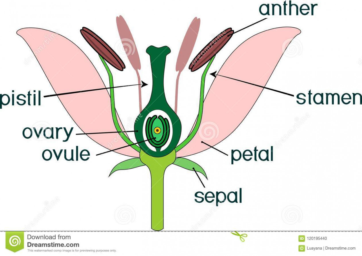 Parts Of A Flower Diagram Parts Of Flower With Titles Cross Section Of Typical Angiosperm