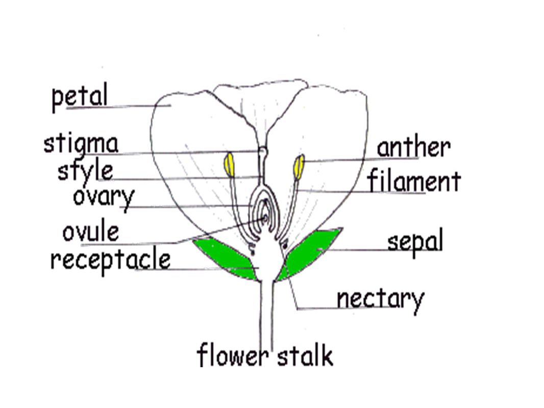 Parts Of A Flower Diagram Parts Of The Flower Angiosperms Ppt Video Online Download