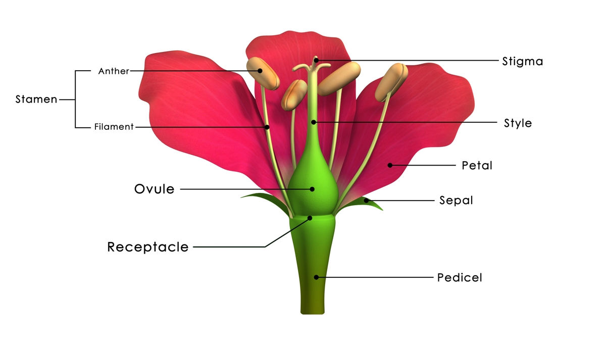 Parts Of A Flower Diagram Pollination Vs Fertilization A Comparison You Wanted To See