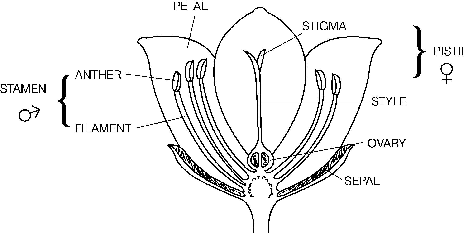 Parts Of A Flower Diagram Rose Flower Diagram Diagram Of A Flower In Black Wiring Diagram Go