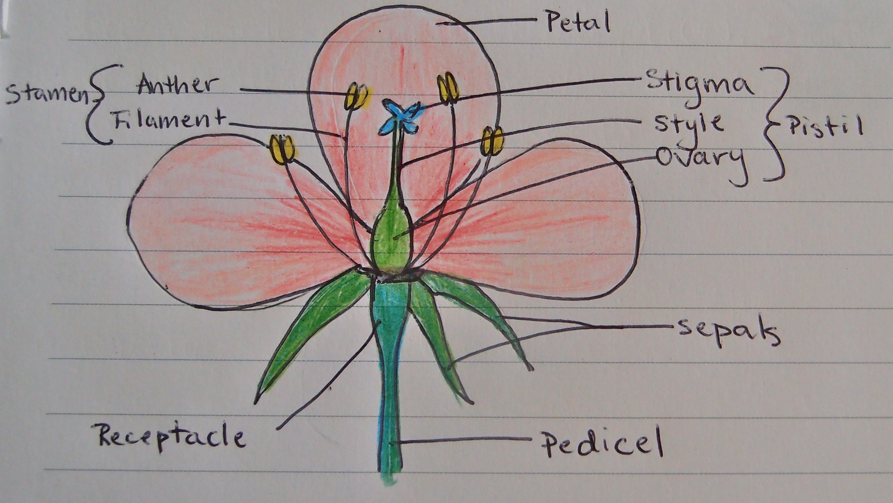 Parts Of A Flower Diagram Structure Of A Flower Experiment No 1