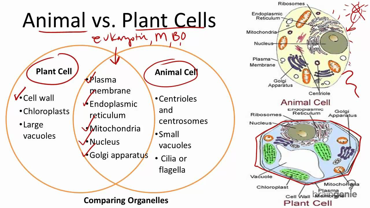Plant And Animal Cell Diagram 217 Animal Vs Plant Cells