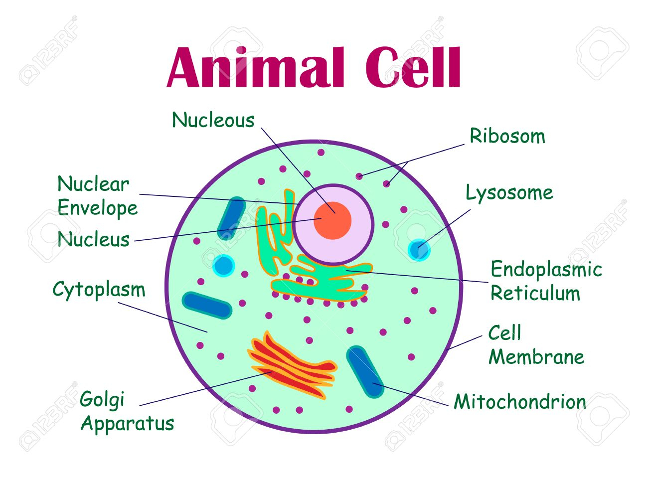 Plant And Animal Cell Diagram Animal Cells And Plant Cells Cell Structure And Functions Class 8