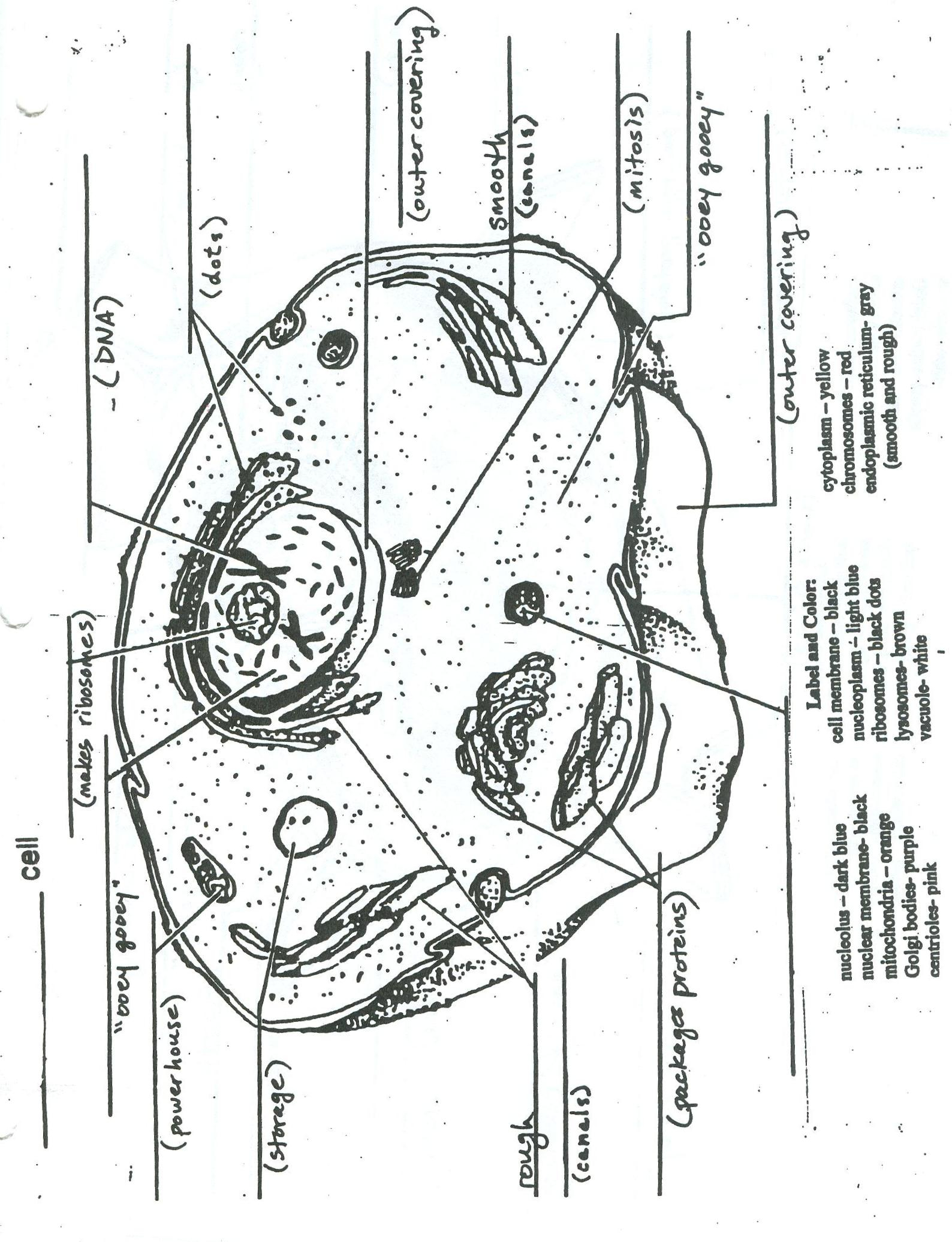 Plant And Animal Cell Diagram Cell Diagrams For Animal And Plant Ms Crawley