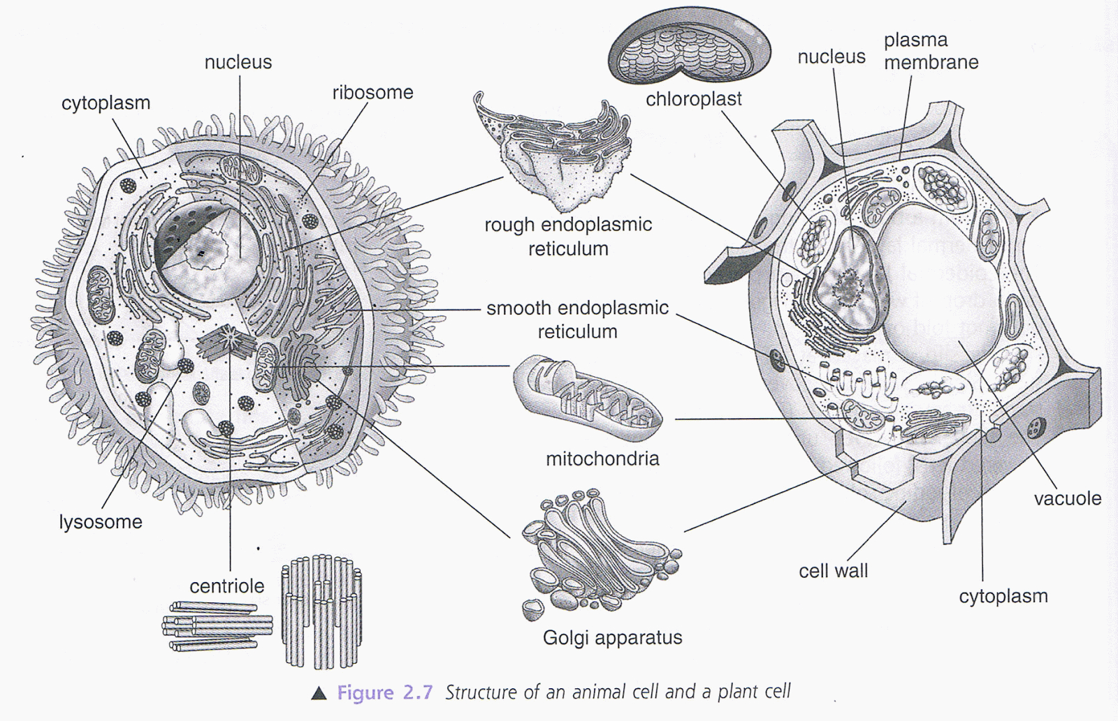 Plant And Animal Cell Diagram Diagram Structure Of An Animal Cell And Plant Cell Think Tank Centre