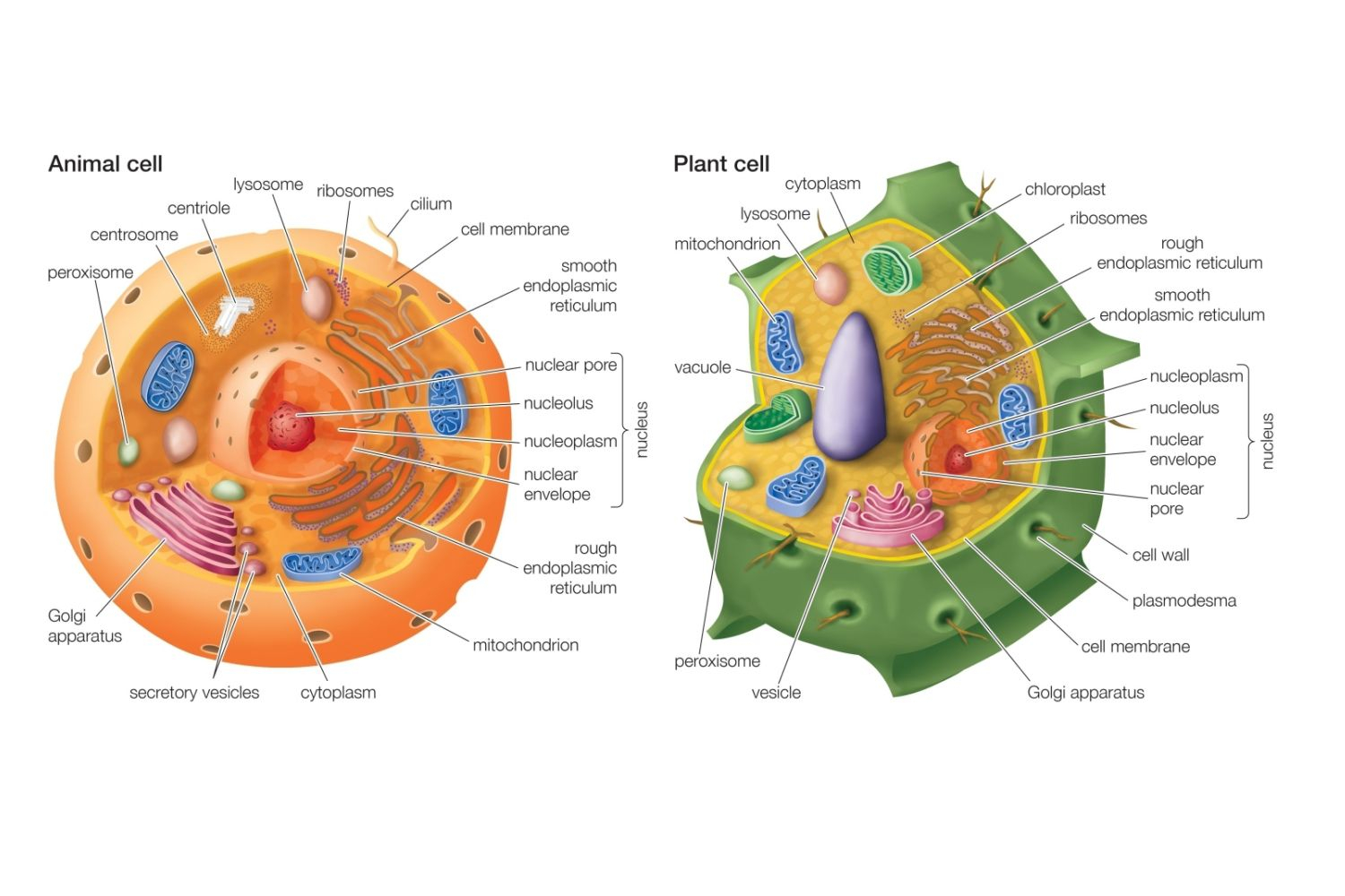 Plant And Animal Cell Diagram Differences Between Plant And Animal Cells