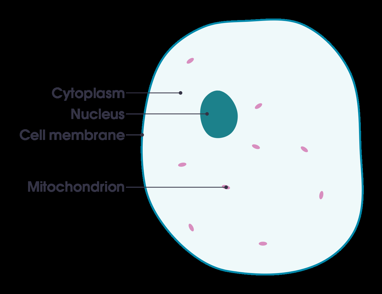 Plant And Animal Cell Diagram Filesimple Diagram Of Animal Cell Ensvg Wikimedia Commons
