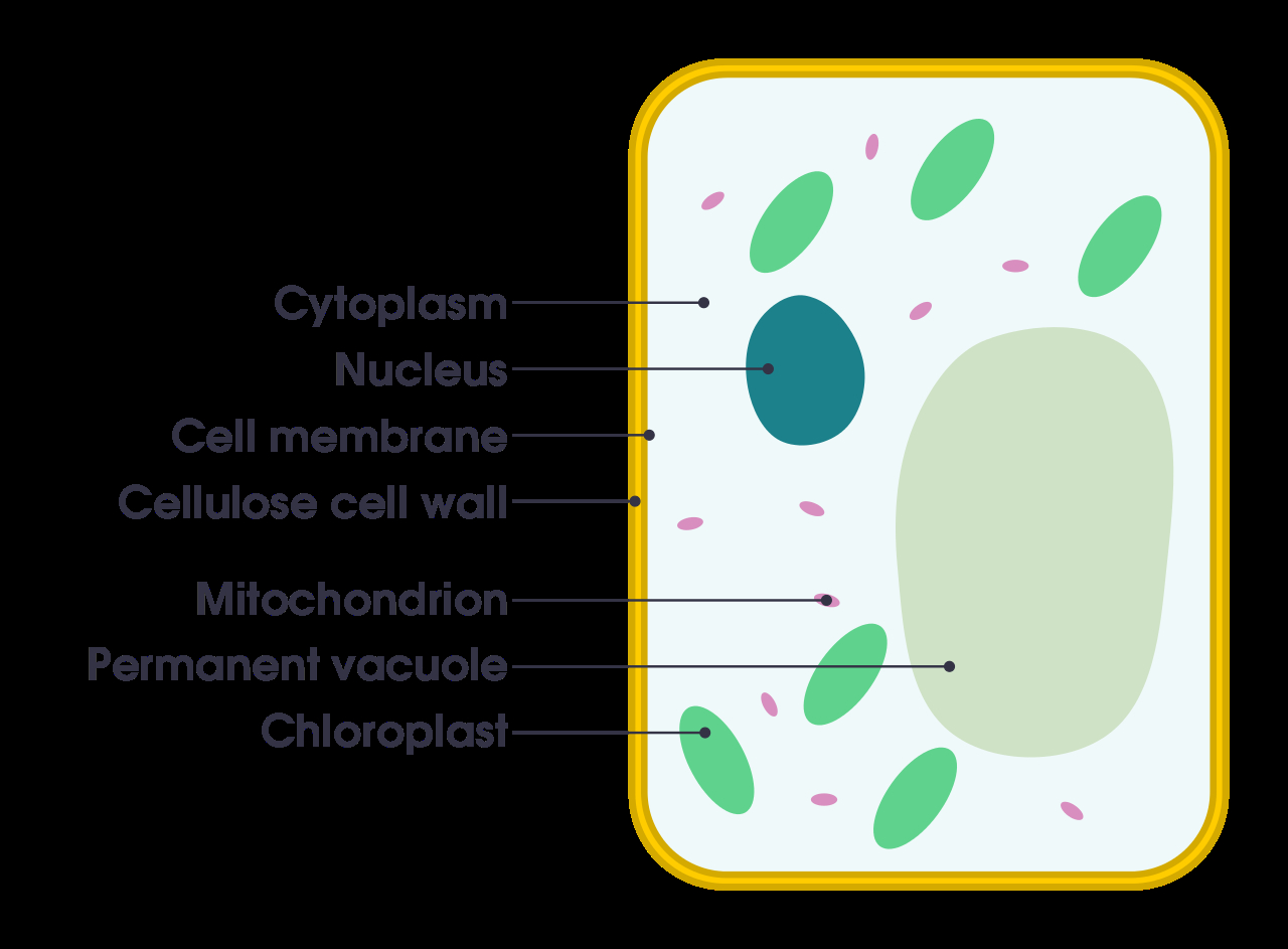 Plant And Animal Cell Diagram Filesimple Diagram Of Plant Cell Ensvg Wikimedia Commons