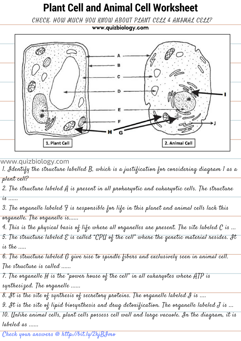 Plant And Animal Cell Diagram Plant Cell And Animal Cell Diagram Worksheet Pdf Biology Exams 4 U