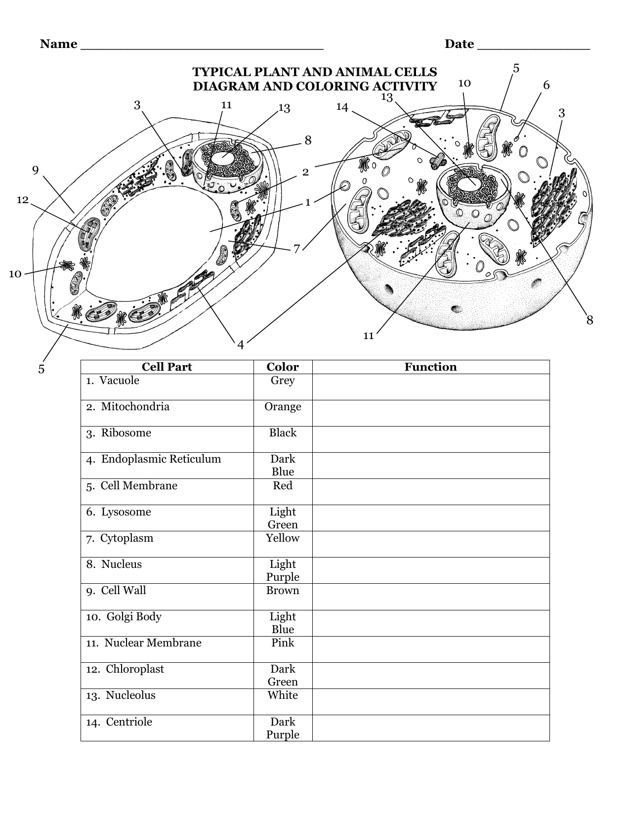 Plant And Animal Cell Diagram Typical Plant And Animal Cells Diagram And Coloring