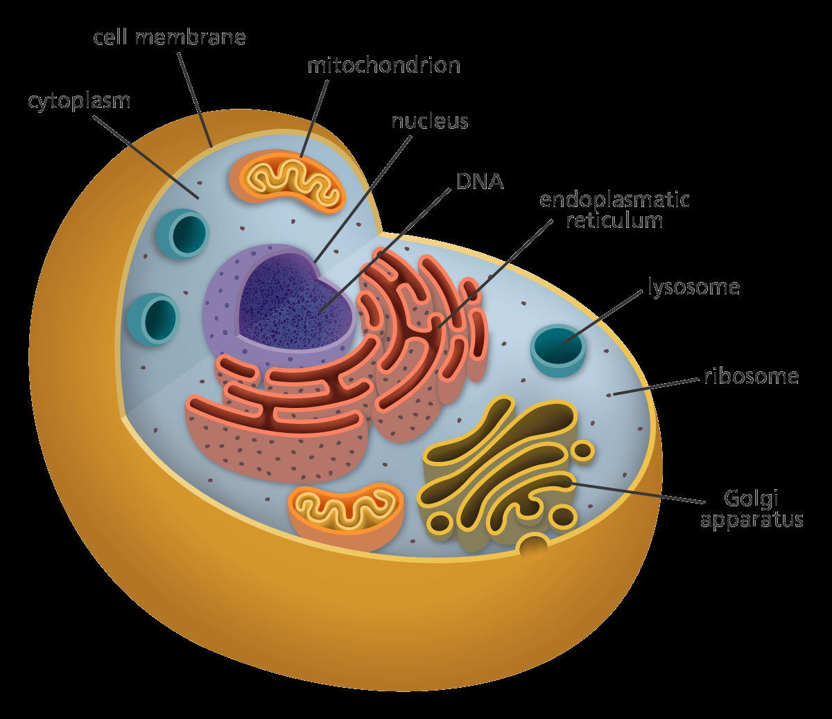 Plant And Animal Cell Diagram What Is A Cell Facts Yourgenome