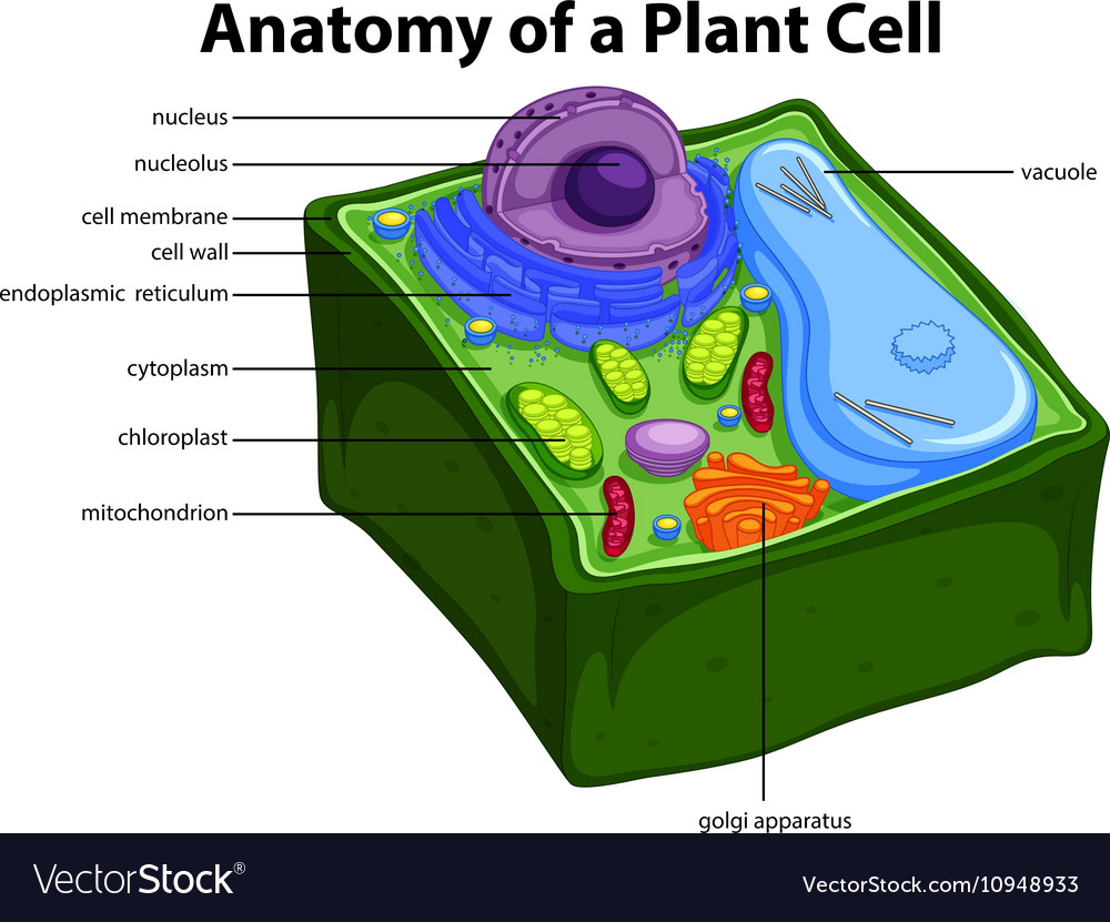 Plant Cell Diagram Diagram Showing Anatomy Of Plant Cell