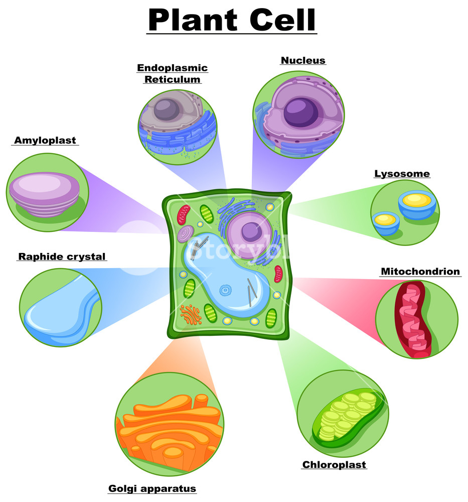 Plant Cell Diagram Diagram Showing Plant Cell Illustration Royalty Free Stock Image