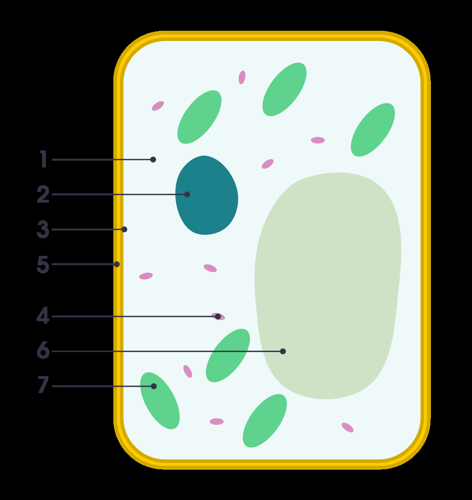 Plant Cell Diagram Filesimple Diagram Of Plant Cell Numberssvg Wikimedia Commons