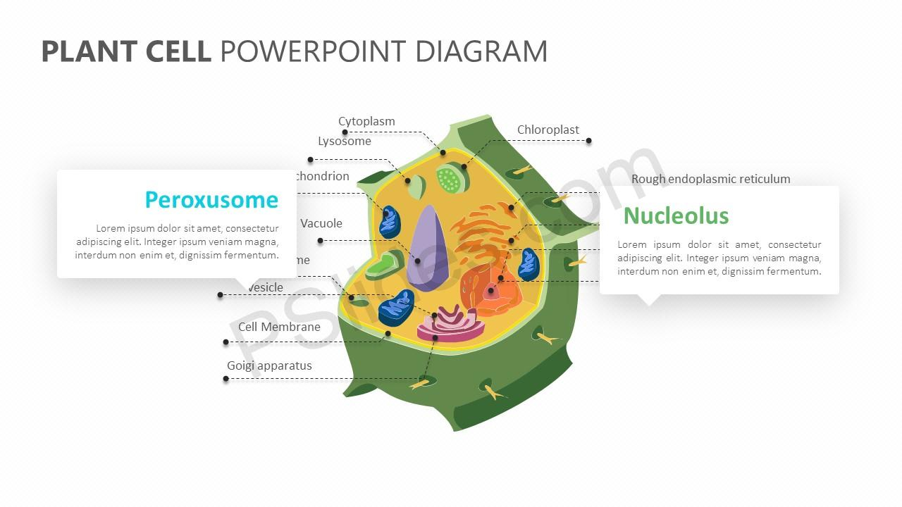 Plant Cell Diagram Plant Cell Powerpoint Diagram Pslides