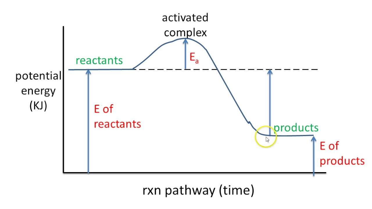 Potential Energy Diagram 5 Potential Energy Diagram Exothermic Rxn
