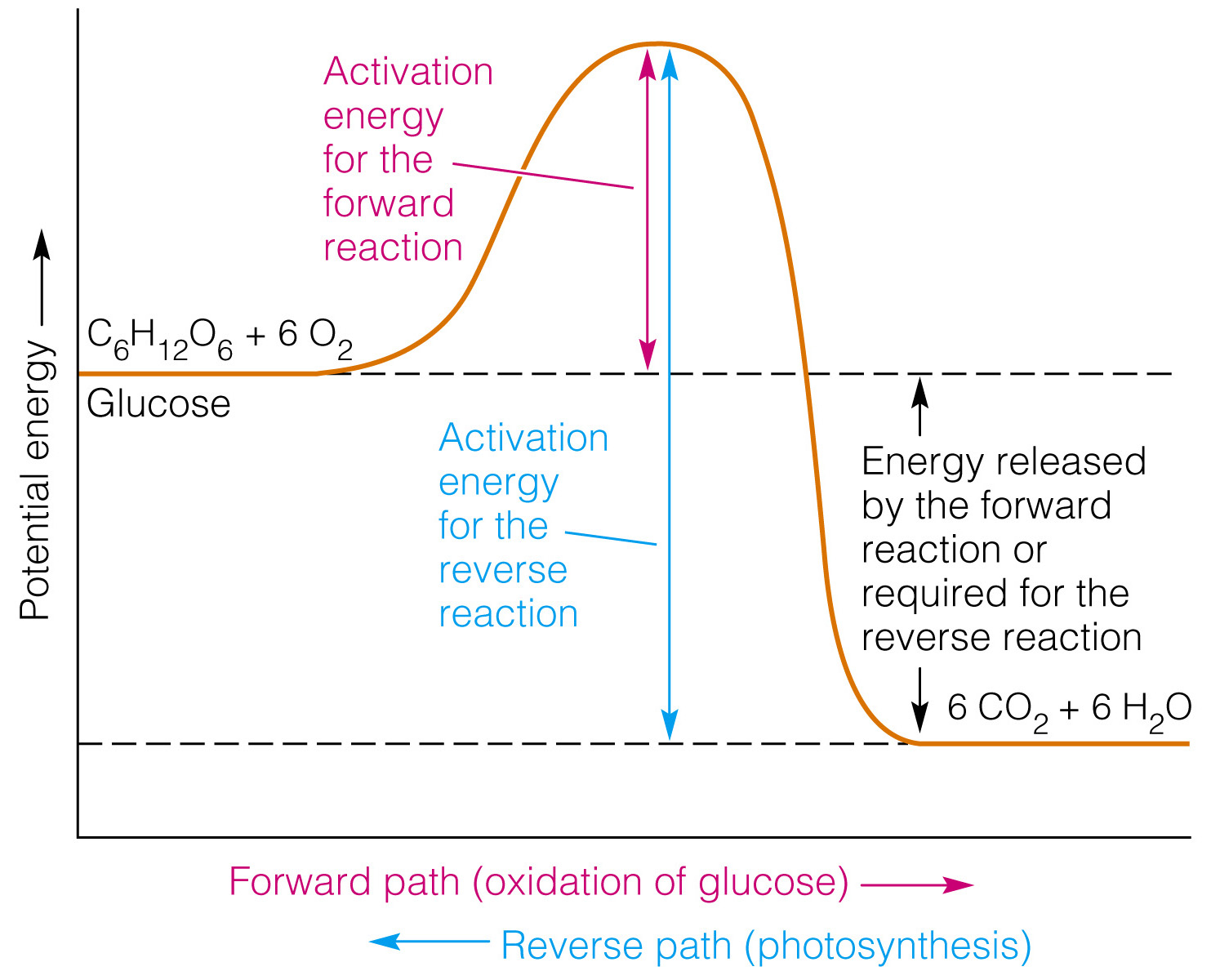 Potential Energy Diagram How Can I Represent An Exothermic Reaction In A Potential Energy