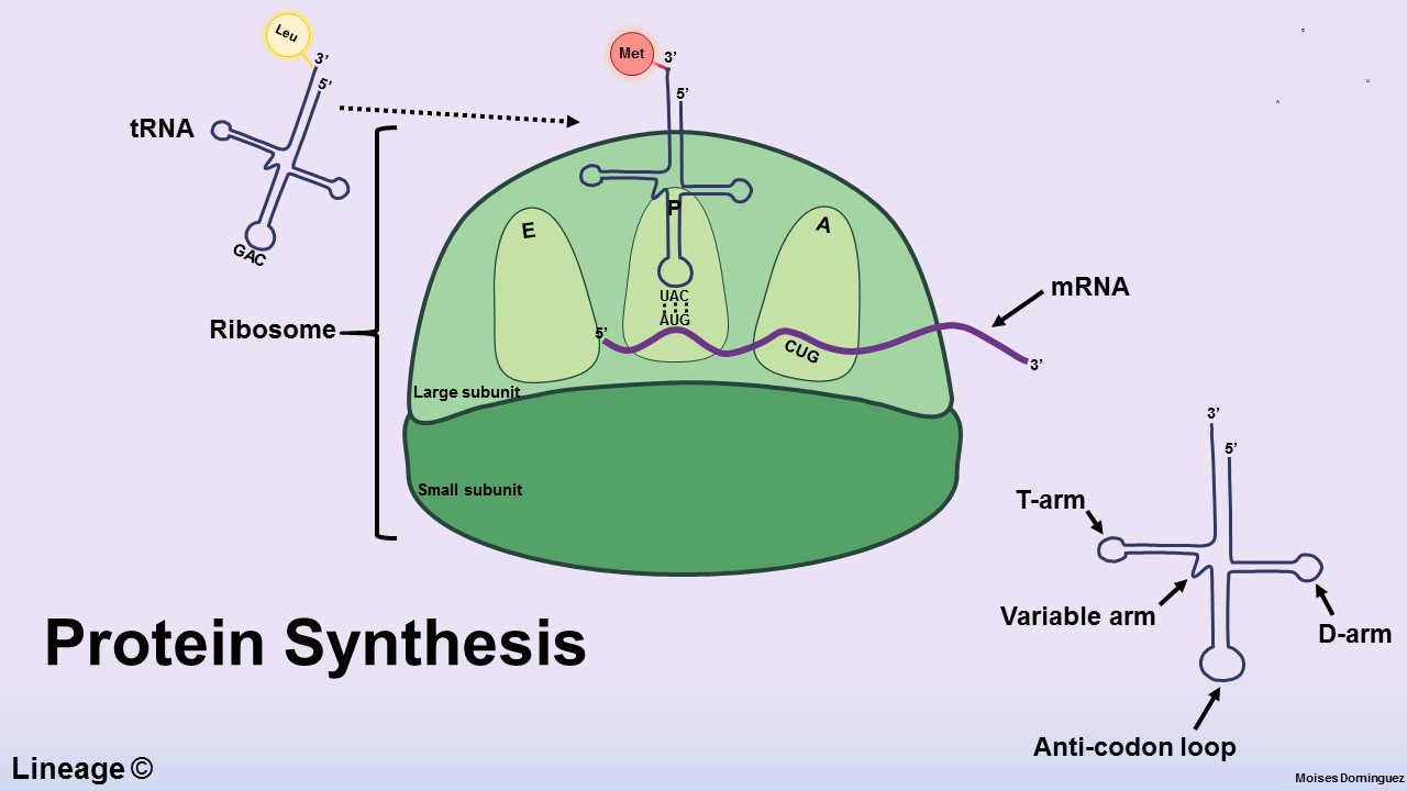 Protein Synthesis Diagram Protein Synthesis Biochemistry Medbullets Step 1
