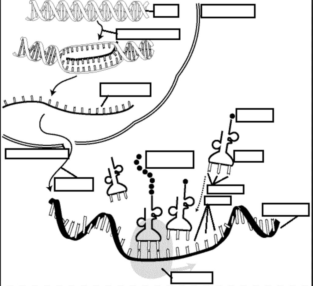Protein Synthesis Diagram Protein Synthesis Diagram Diagram Quizlet