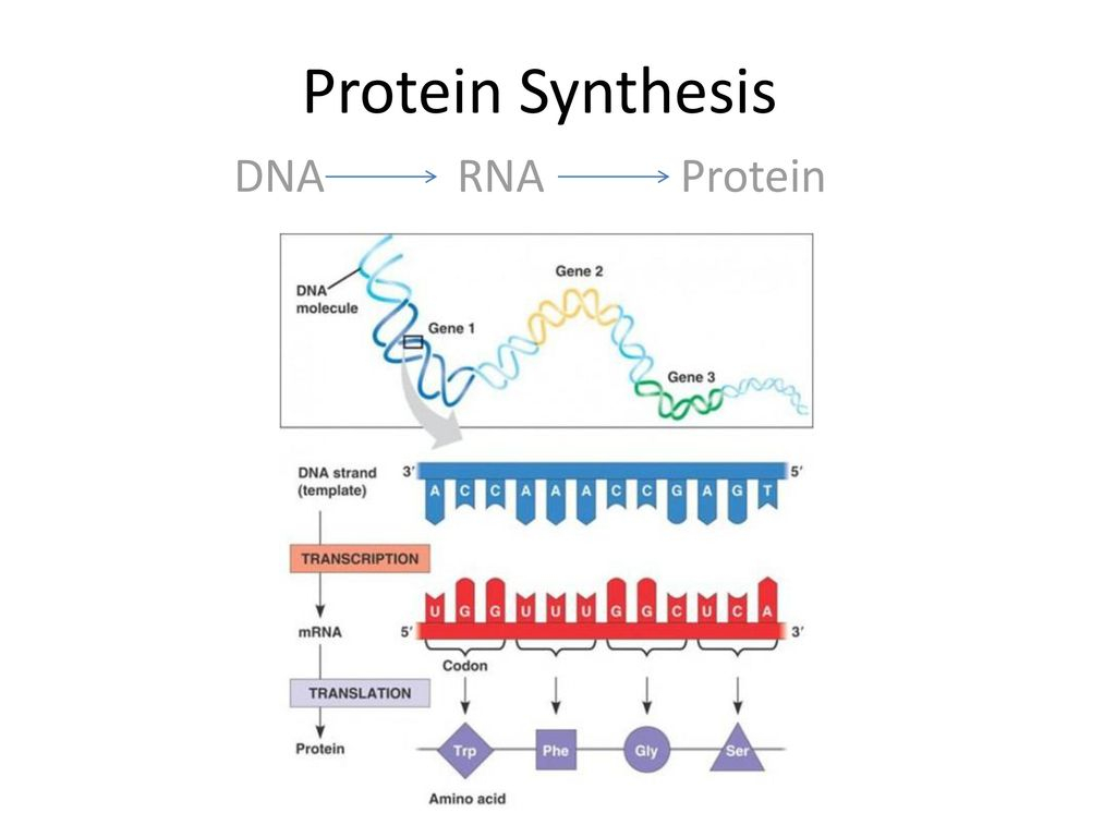Protein Synthesis Diagram Protein Synthesis Dna Rna Protein Ppt Download