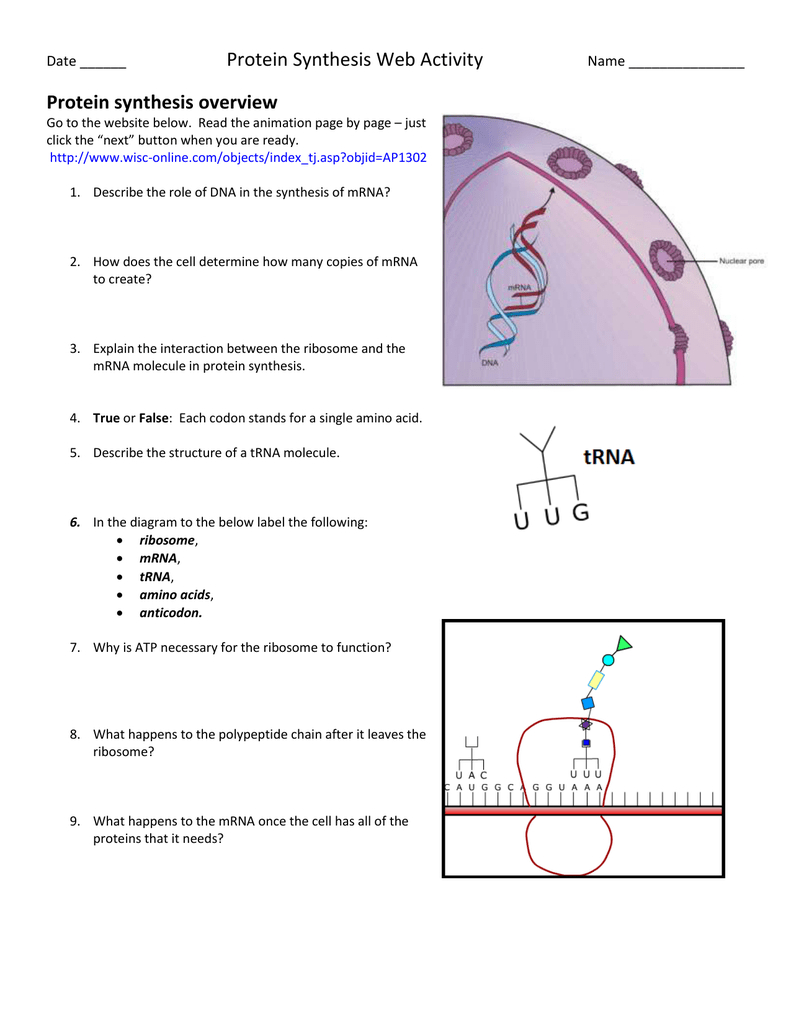 Protein Synthesis Diagram Protein Synthesis Web Activity Protein Synthesis Overview Date