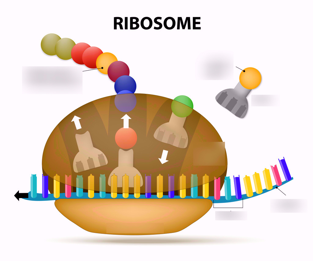 Protein Synthesis Diagram Ribosome Protein Synthesis Model Labeling Diagram Quizlet