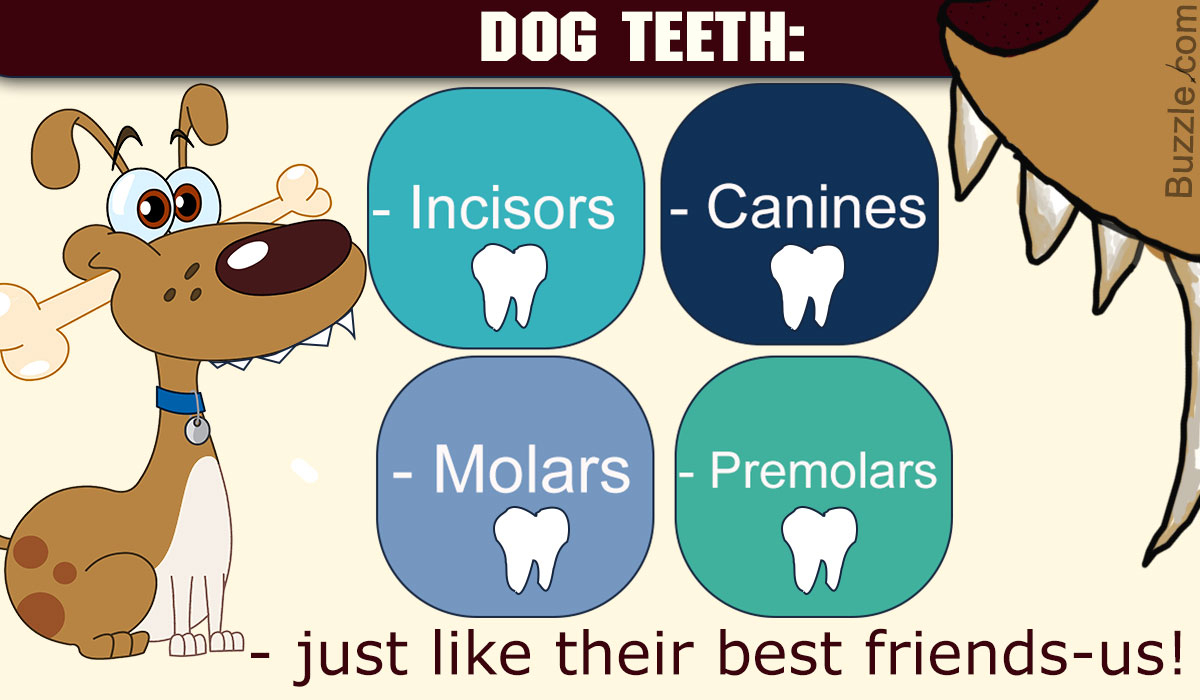 Puppy Teeth Diagram An In Depth Understanding Of The Dental Anatomy Of Dogs
