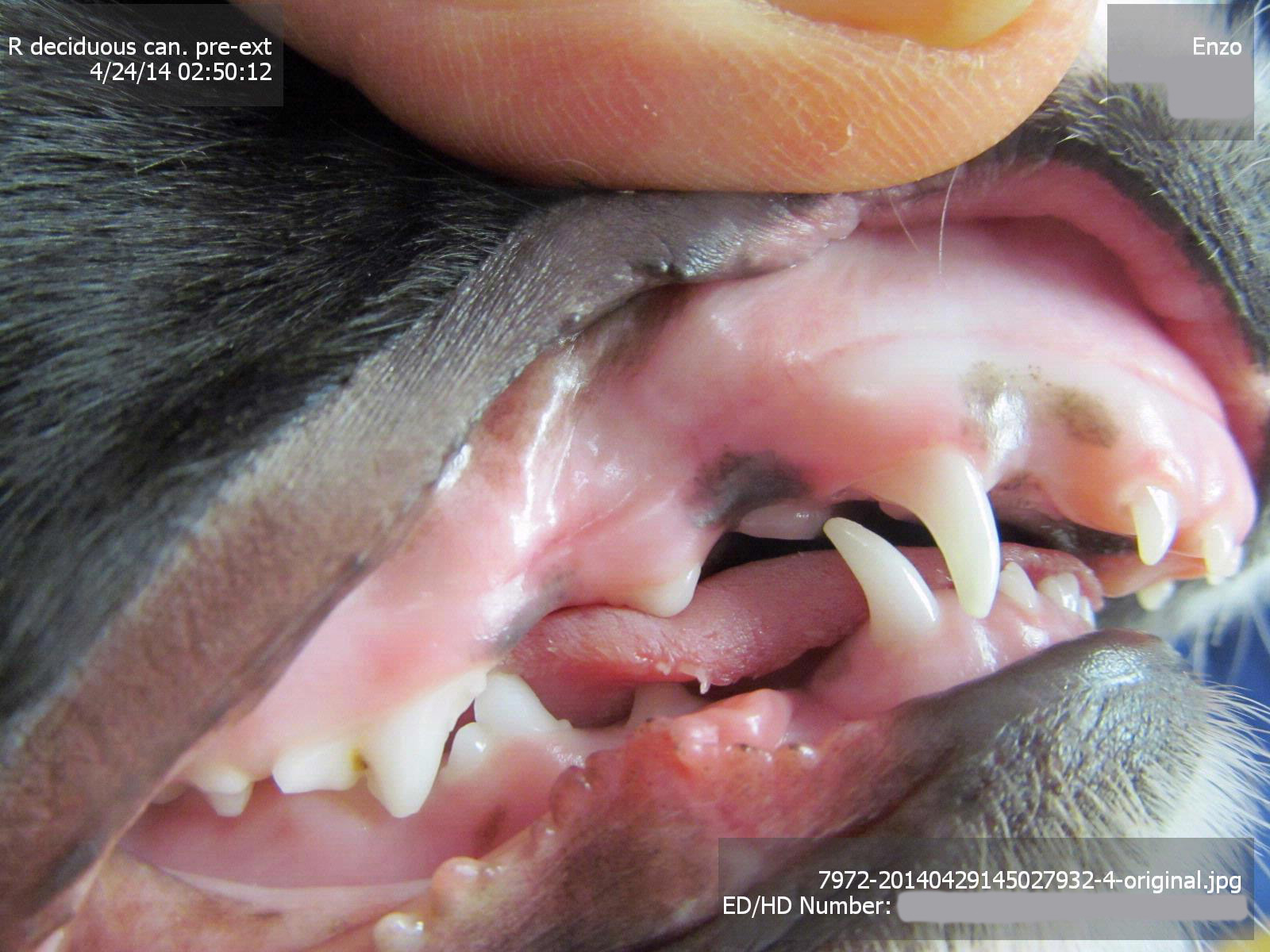 Puppy Teeth Diagram Canine Overbite Our Seattle Veterinarians Explain Some Potential