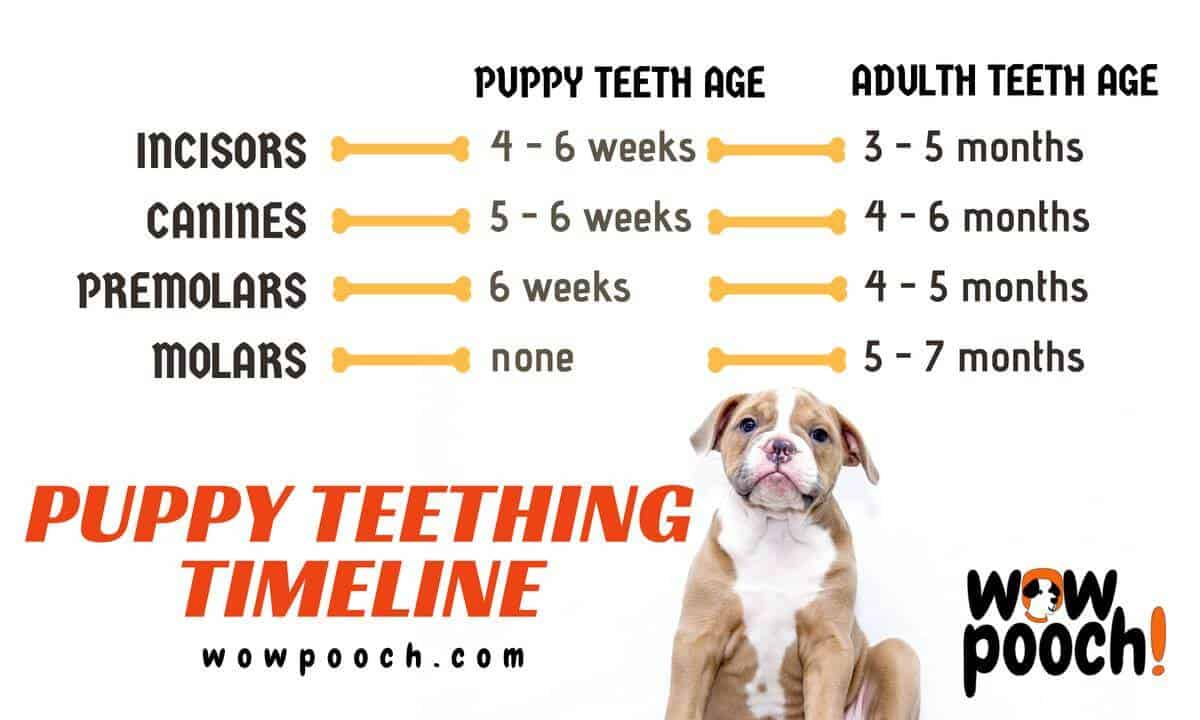 Puppy Teeth Diagram Dog Teeth Age Goldenacresdogs