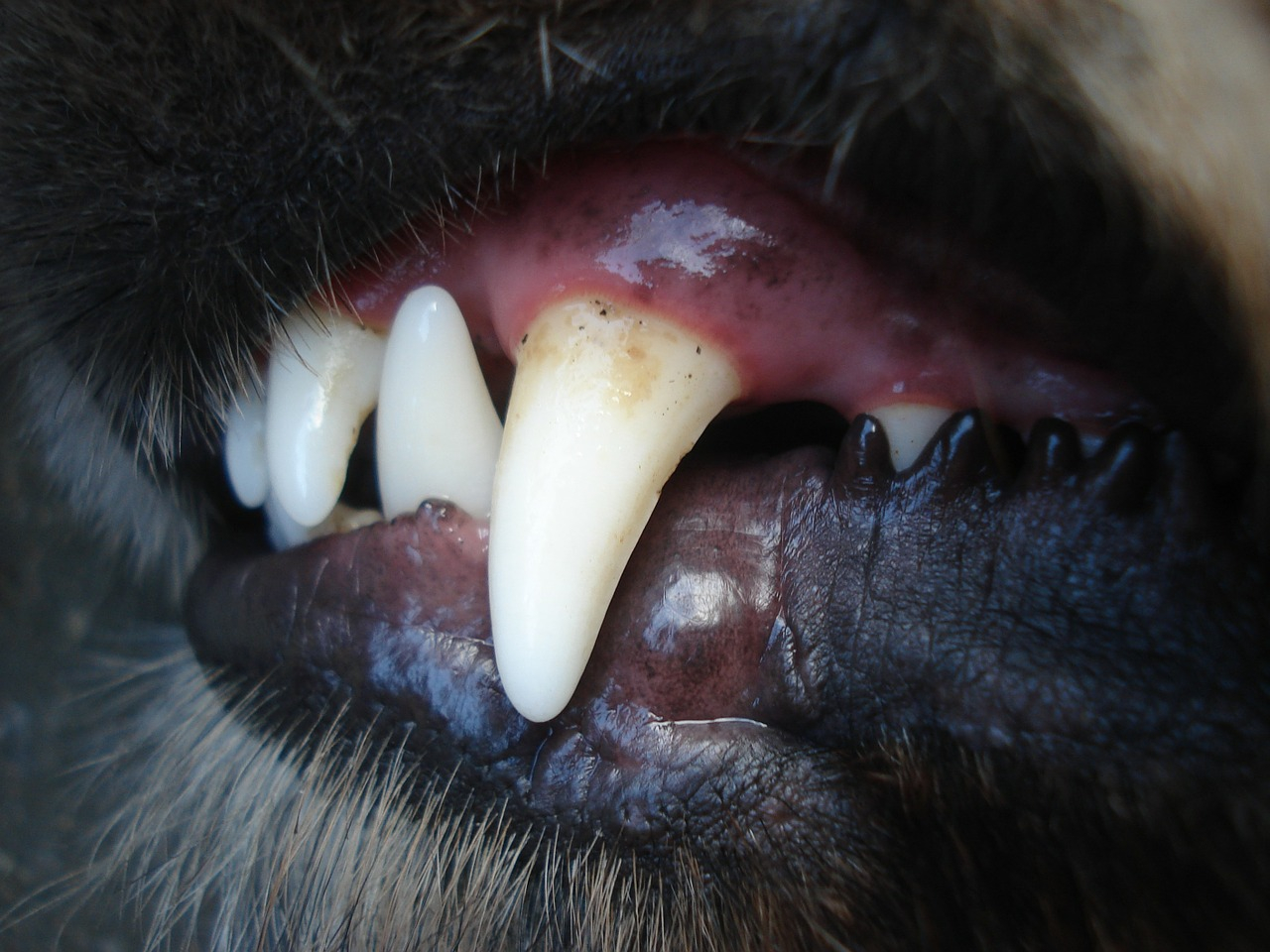 Puppy Teeth Diagram German Shepherd Teething Guide Stages When It Stops Managing Biting