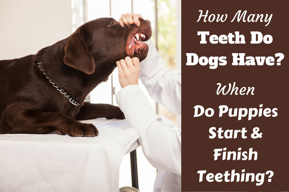Puppy Teeth Diagram How Many Teeth Do Dogs Have When Do Puppies Lose Their Teeth