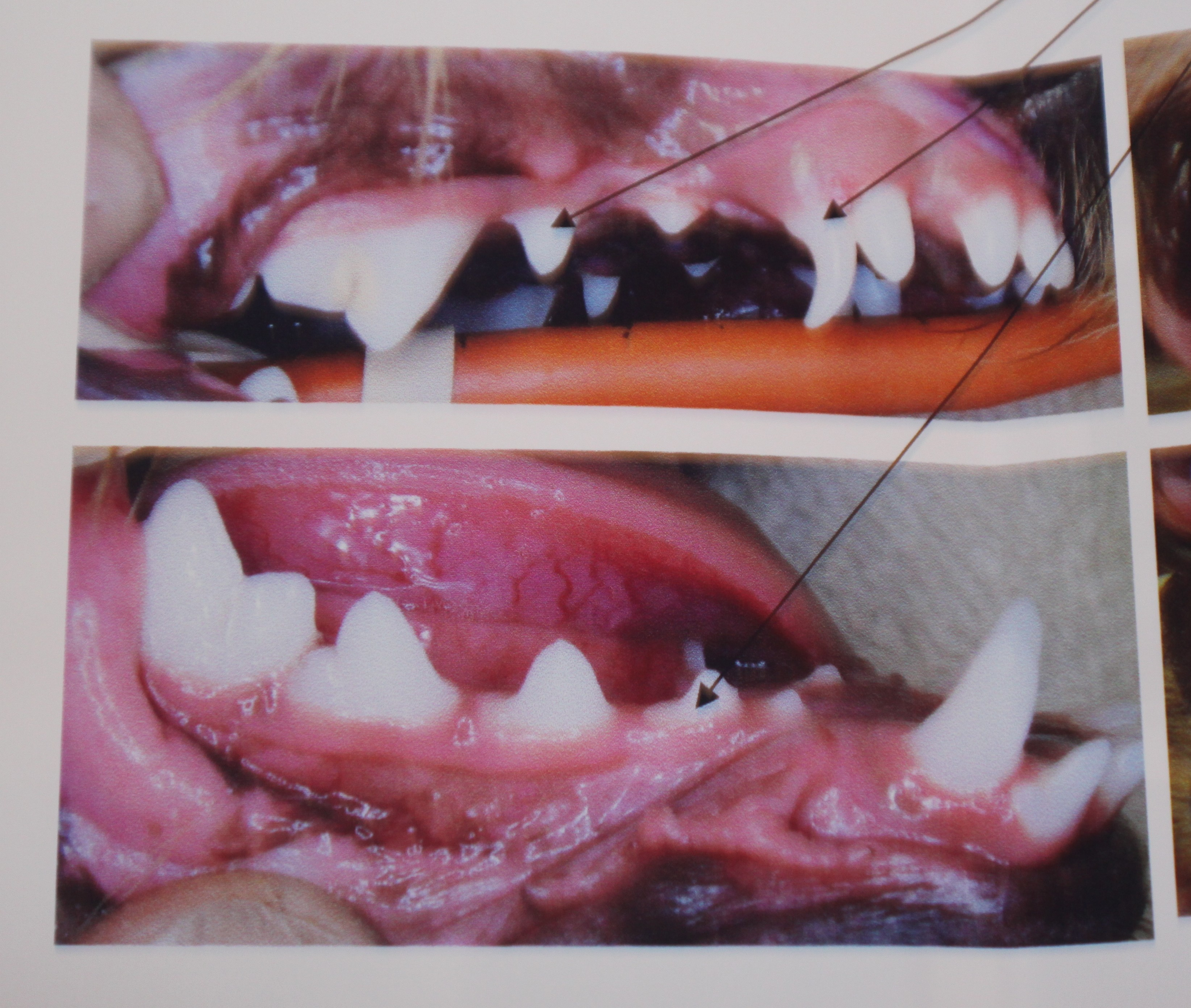 Puppy Teeth Diagram Puppy Teeth Steven Tyler Yorkie At Large