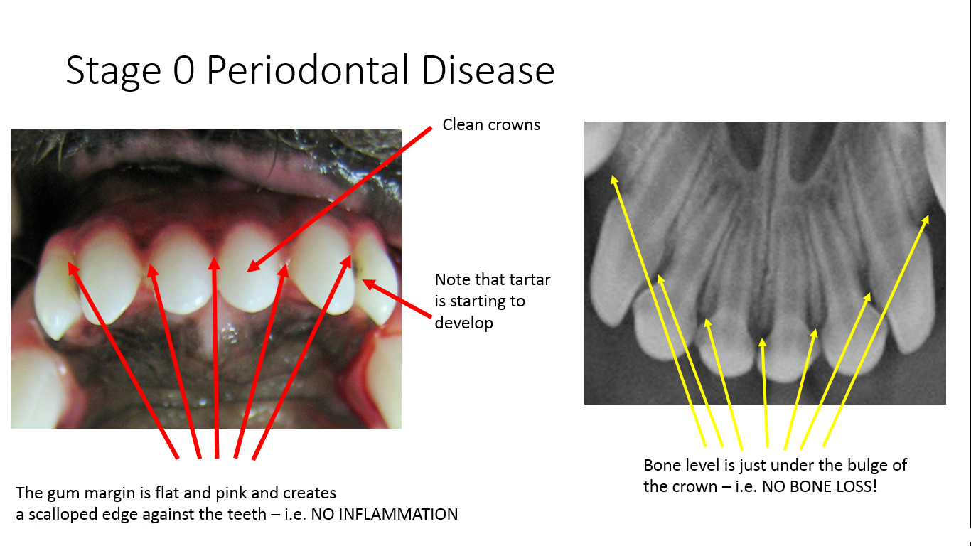Puppy Teeth Diagram Stages Of Pet Periodontal Disease Pet Dental Health Avdc