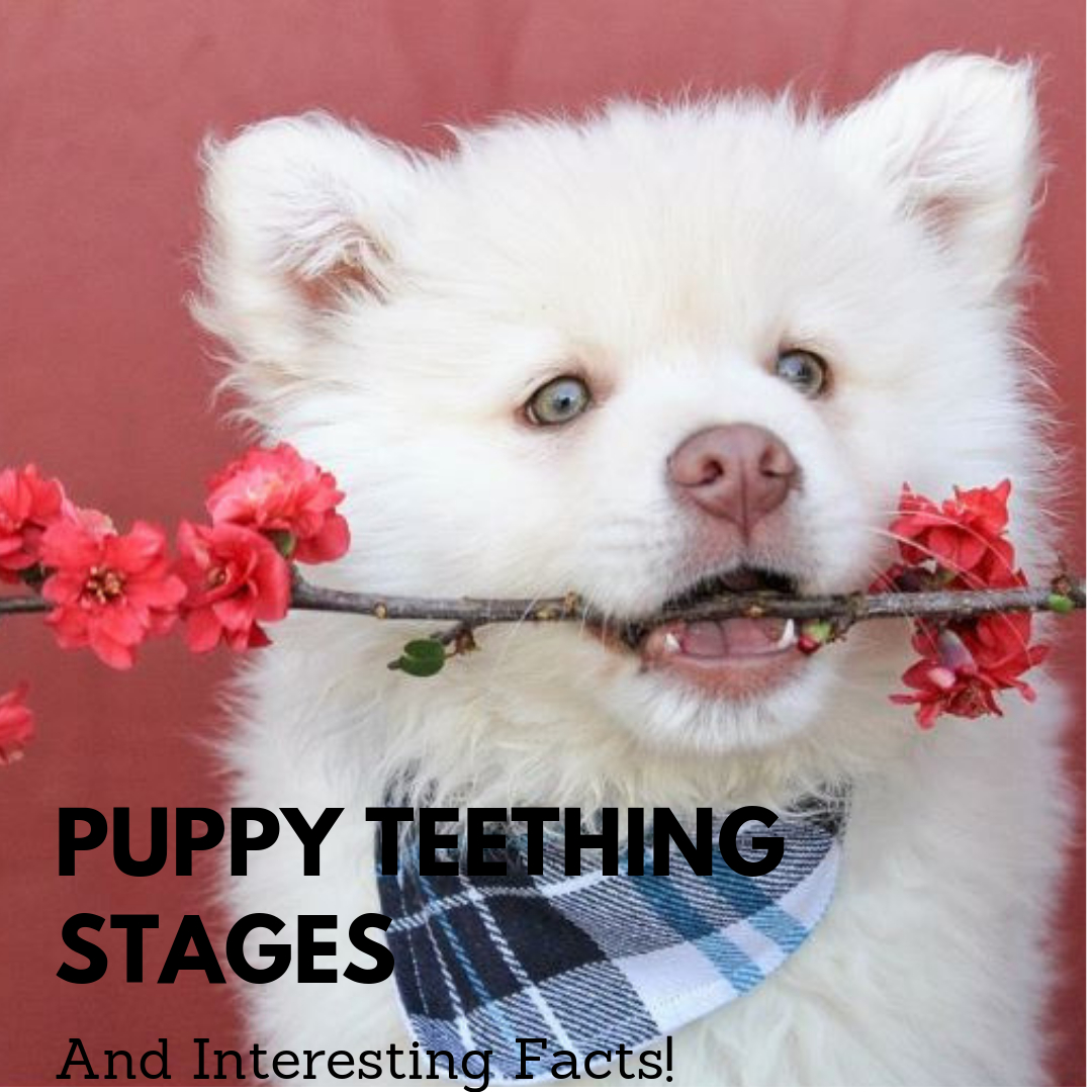 Puppy Teeth Diagram Understanding Puppy Teeth Stages Pethelpful