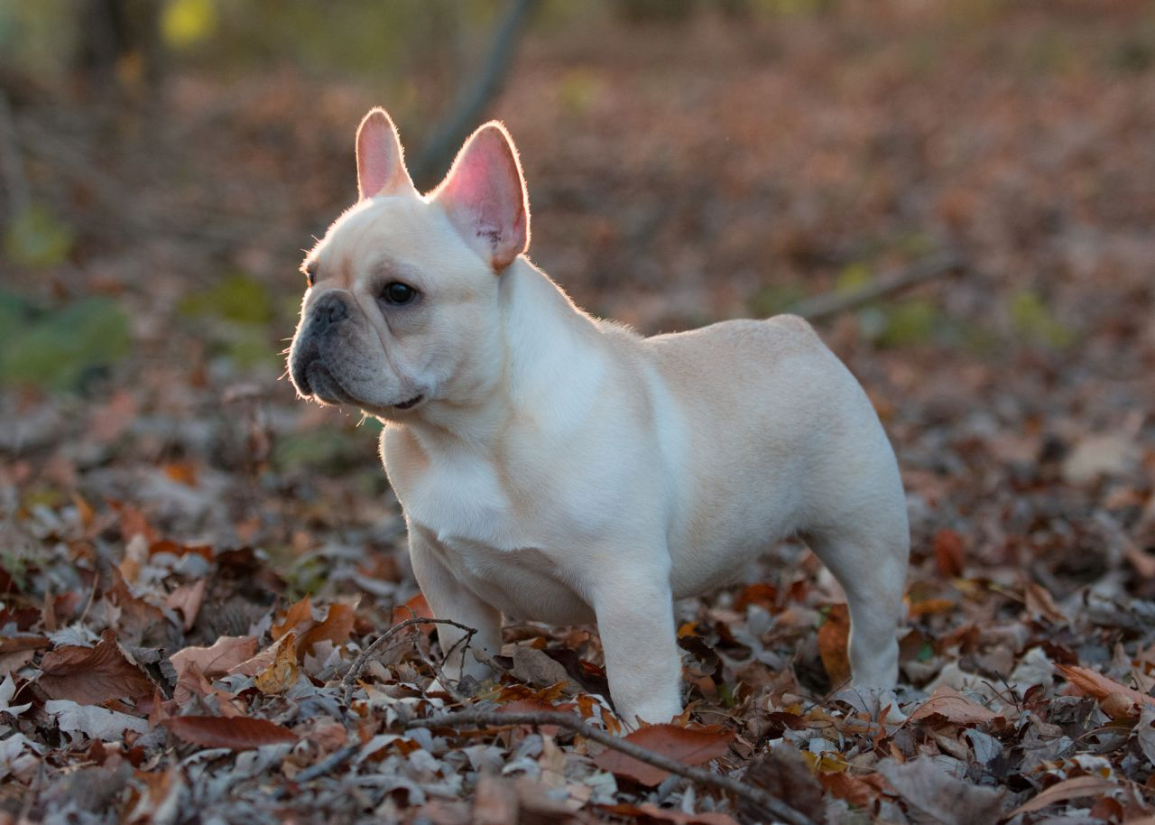 Puppy Teeth Diagram What To Expect From Your French Bulldog Puppys Dental Development