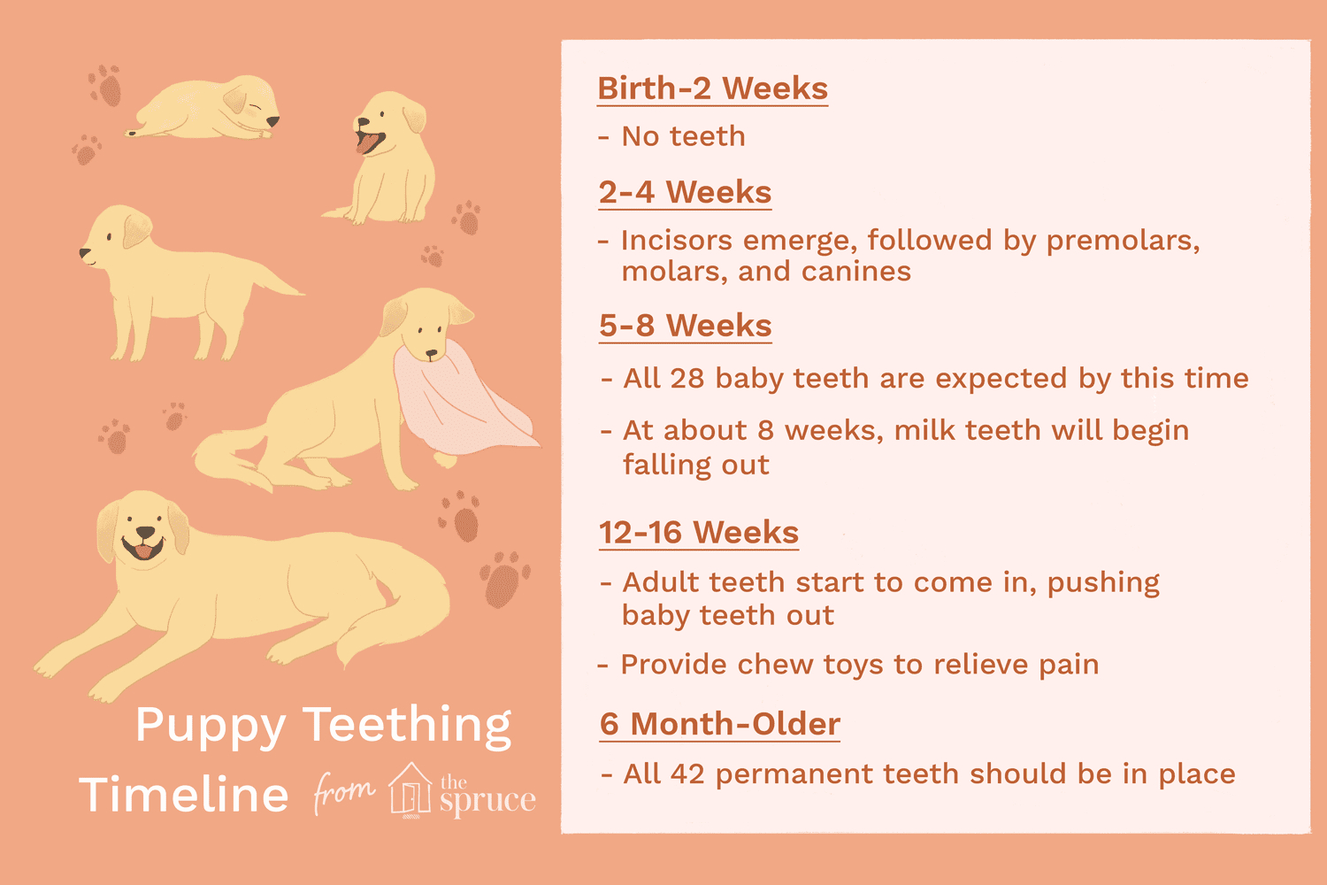 Puppy Teeth Diagram When Will My Puppy Stop And Start Teething