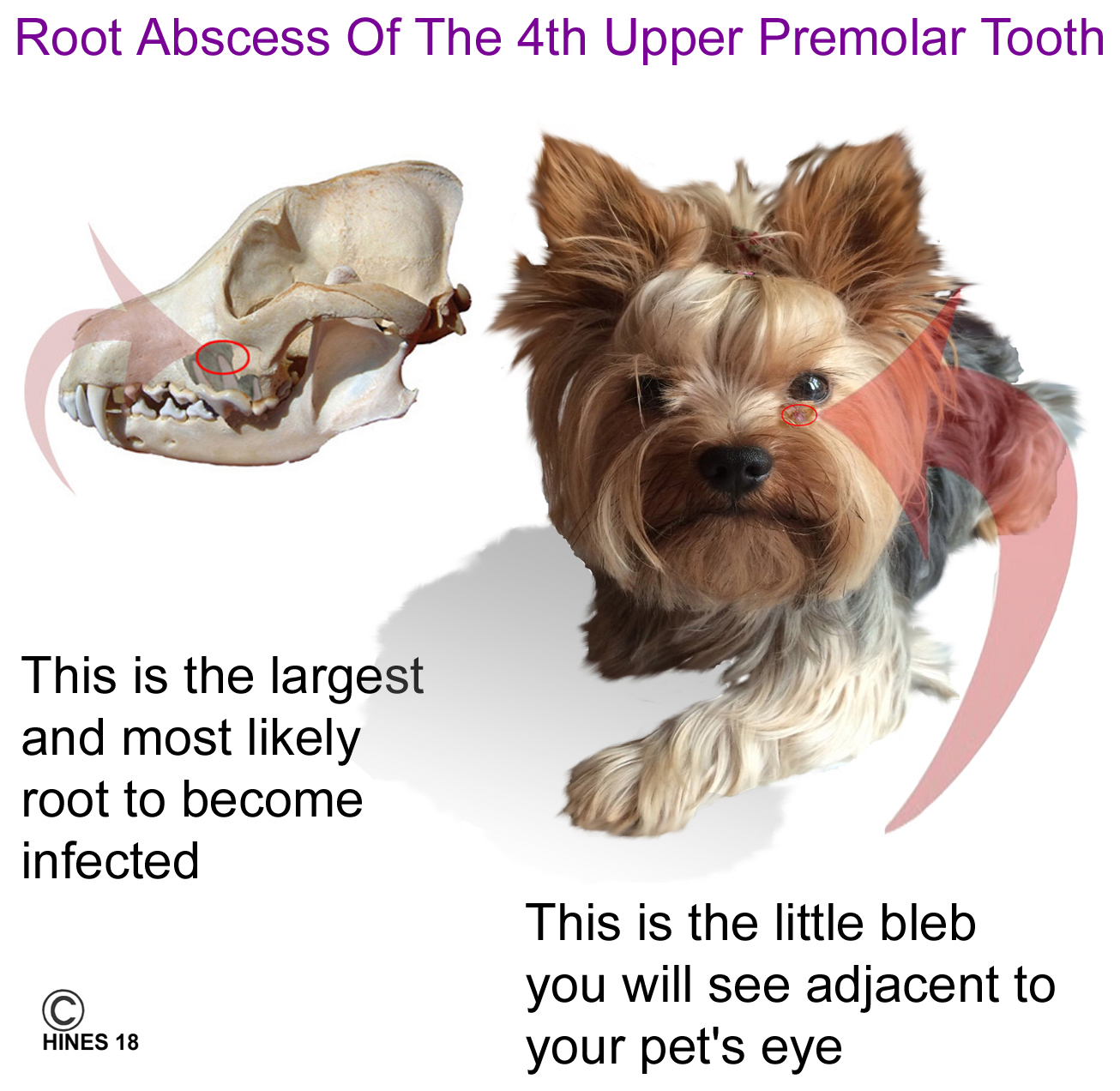 Puppy Teeth Diagram Your Dogs 4th Upper Premolar Tooth Carnassial Tooth