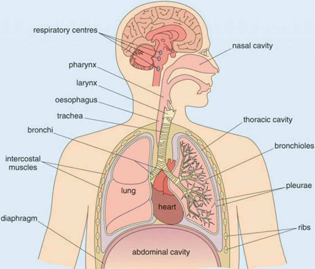 Respiratory System Diagram Diagram Of Human Respiratory System Brainlyin