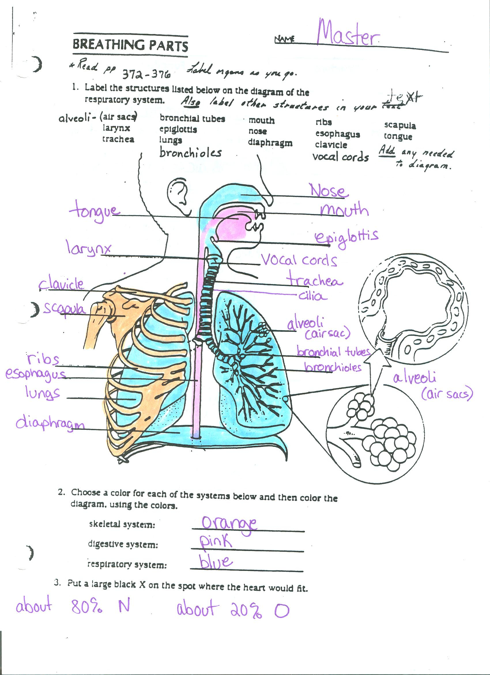 Respiratory System Diagram Respiratory System Diagram And Vocabulary Ms Crawley