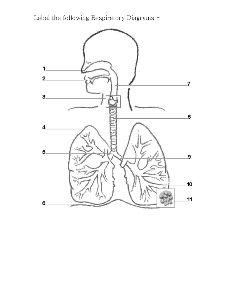 Respiratory System Diagram Respiratory System Diagram Quizlet