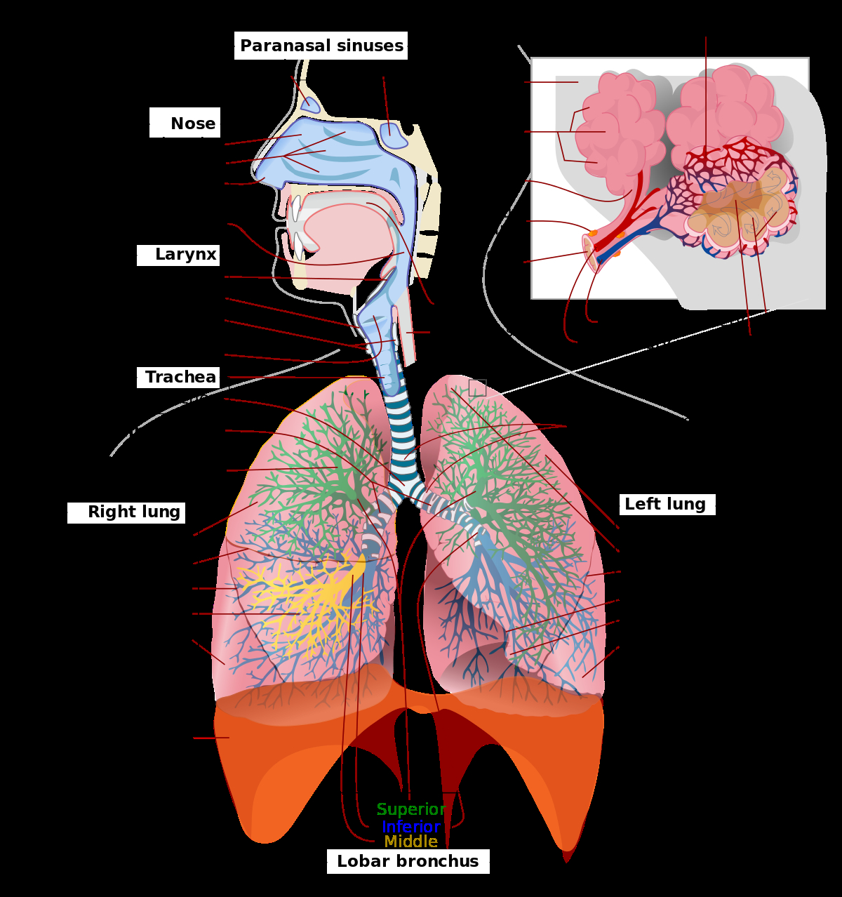 Respiratory System Diagram Respiratory System Wikipedia
