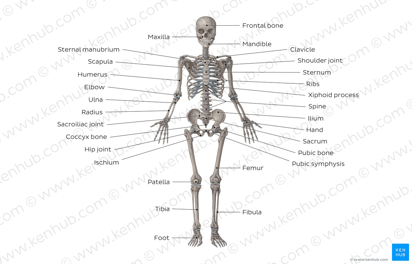 Skeletal System Diagram Diagram Pictures Skeletal System Anatomy Kenhub